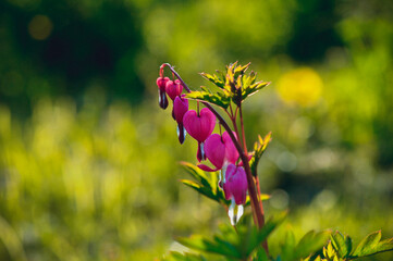 Flower broken heart.Flower bleeding heart.