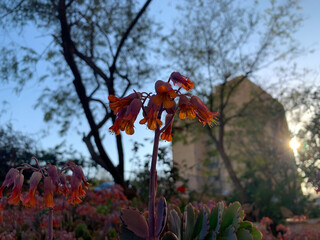Flowering of the succulent plant Crassula (Latin - Crassula)