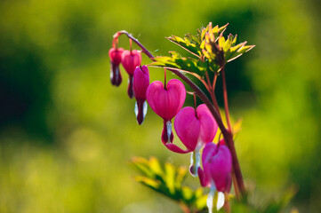 Flower broken heart.Flower bleeding heart.