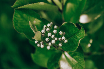 Spring awakening. Flower buds on trees.Macro nature.