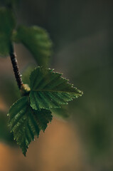 Buds on the trees. Spring awakening. Macro nature.Young leaves on trees.Birch leaves.