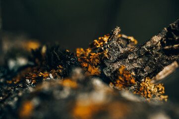 Lichen on the tree. Tree disease. Macro photography.
Background.