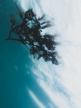 Underwater view of Seaweed From below in soft blue cool hues