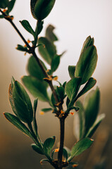 Spring tree branch.The leaves will unravel.Young green leaves.