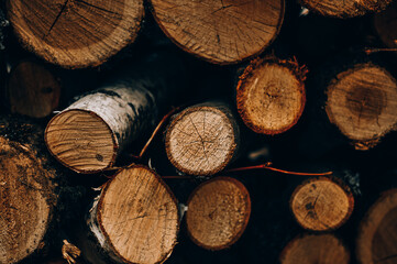 Wood background.Logs in the forest.Stacked logs.