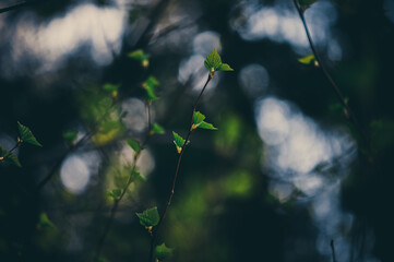 Spring. Young leaves on trees. Macro photography.