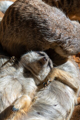 VALENCIA, SPAIN - FEBRUARY 26 : Meerkats at the Bioparc in Valencia Spain on February 26, 2019