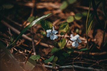 Young plants. Spring bloom. Nature in the forest.