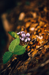 Young plants. Spring bloom. Nature in the forest. Blooming strawberries.