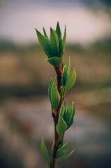 Spring tree branch.The leaves will unravel.Young green leaves.