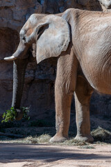 Obraz premium VALENCIA, SPAIN - FEBRUARY 26 : African Elephant at the Bioparc in Valencia Spain on February 26, 2019