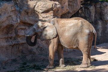Obraz premium VALENCIA, SPAIN - FEBRUARY 26 : African Elephant at the Bioparc in Valencia Spain on February 26, 2019