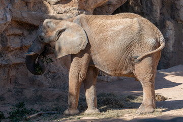 Obraz premium VALENCIA, SPAIN - FEBRUARY 26 : African Elephant at the Bioparc in Valencia Spain on February 26, 2019