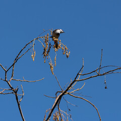 Red Whiskered Bulbul perched on a tree in Valencia Spain