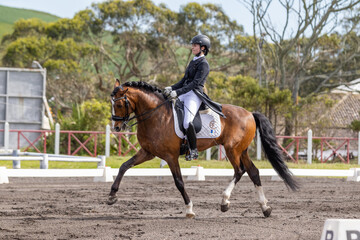 Dressage rider in competition with wonderful brown Lusitano horse.