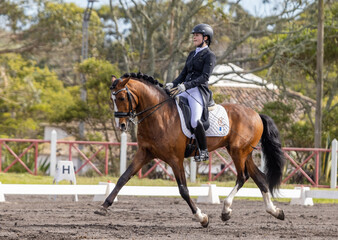 Dressage rider in competition with wonderful brown Lusitano horse.