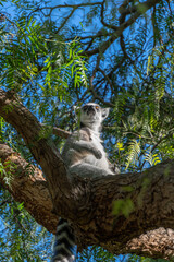 Obraz premium VALENCIA, SPAIN - FEBRUARY 26 : Ring Tailed Lemur at the Bioparc in Valencia Spain on February 26, 2019