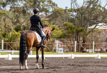 Dressage rider in competition with wonderful brown Lusitano horse.