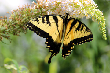 butterfly on a flower