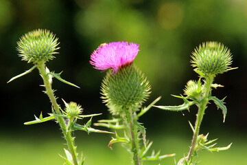 thistle flower in spring