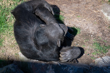 VALENCIA, SPAIN - FEBRUARY 26 : Chimpanzee at the Bioparc in Valencia Spain on February 26, 2019