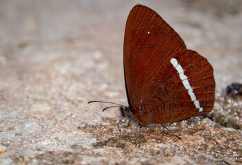 Butterfly searching for mineral salts on the ground