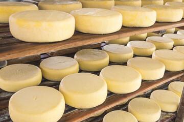 Rounded cheese on storage shelves, in the ripening process. 
