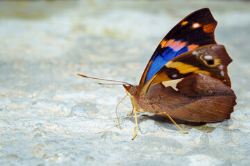 Fototapeta na wymiar Colorful butterfly feeding on mineral salts on the ground