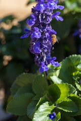 Bee collecting pollen on tall purple flowers