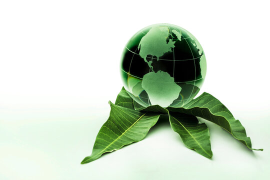 Green globe on leaves
