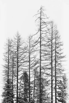 USA, Idaho, McCall, Tamaracks in winter