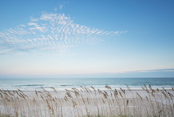USA, North Carolina, Tall grass on beach