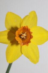 Narcissus flower close up yellow river family amaryllidaceae modern background high quality print
