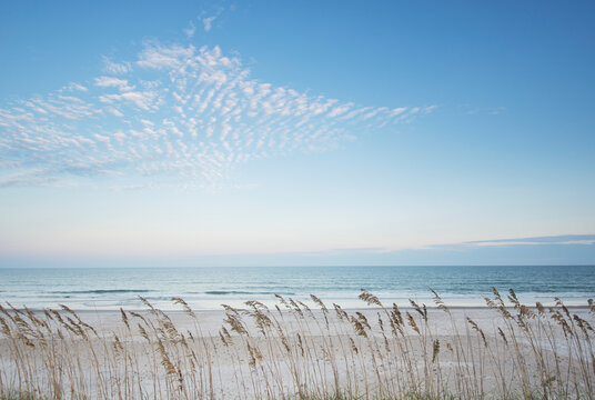 Fototapeta USA, North Carolina, Tall grass on beach