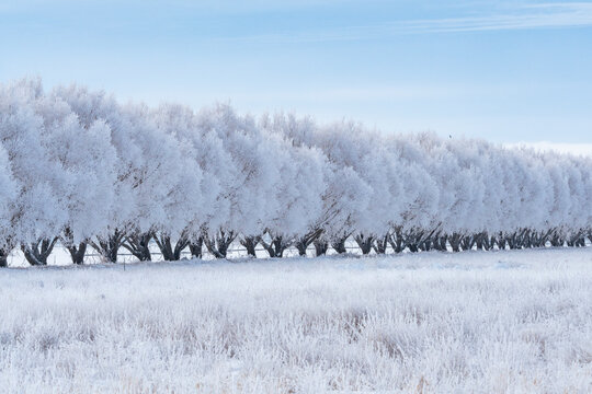 USA, Idaho, Bellevue, Winter landscape with row of frosted trees