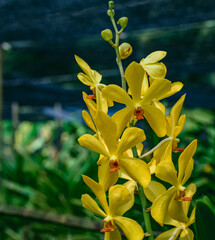 Fototapeta premium Beautiful tropical yellow branch of orchid flower phalaenopsis from family Orchidaceae in nature