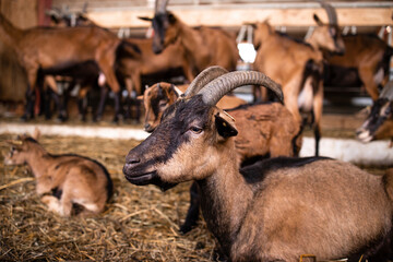 Obraz premium Goat domestic animal at farmhouse. In background domestic animals eating and standing.