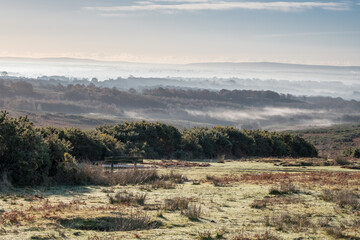 Misty morning in the Ashdown Forest