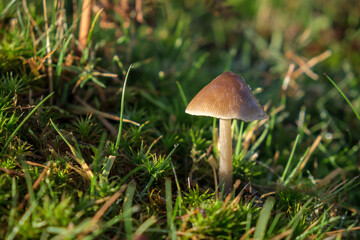 Sulphur Tuft Fungus (Hypholoma Fasciculare) in the Ashdown Forest