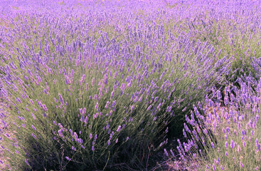 Close-up on mountain lavender on Hvar island in Croatia. Lavender swaying on wind over sunset sky, harvest, aromatherapy, perfume ingredient