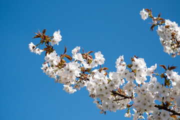 Apple Blossom against a Blue Sky