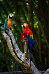 retratos de algunos animales