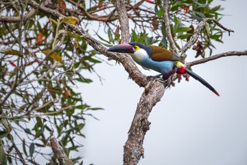 Colorful Black-billed Mountain-toucan (Andigena nigrirostris) perched on top of a tree