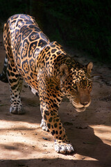 retratos de algunos animales