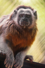 retratos de algunos animales