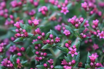 pink flowers in the garden