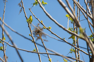 Yellow breasted bird sitting in a tree