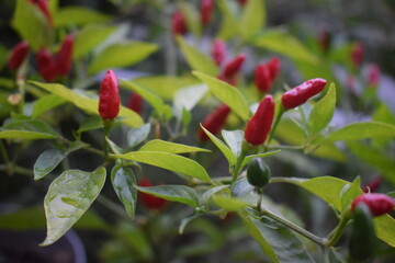 red chili pepper
