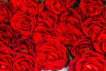 Luxurious bouquet of fresh red roses