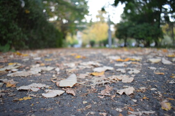autumn leaves on the ground